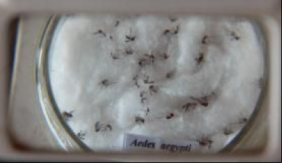 Mosquito da dengue, Aedes aegypti (Foto: Arquivo Agência Brasil)